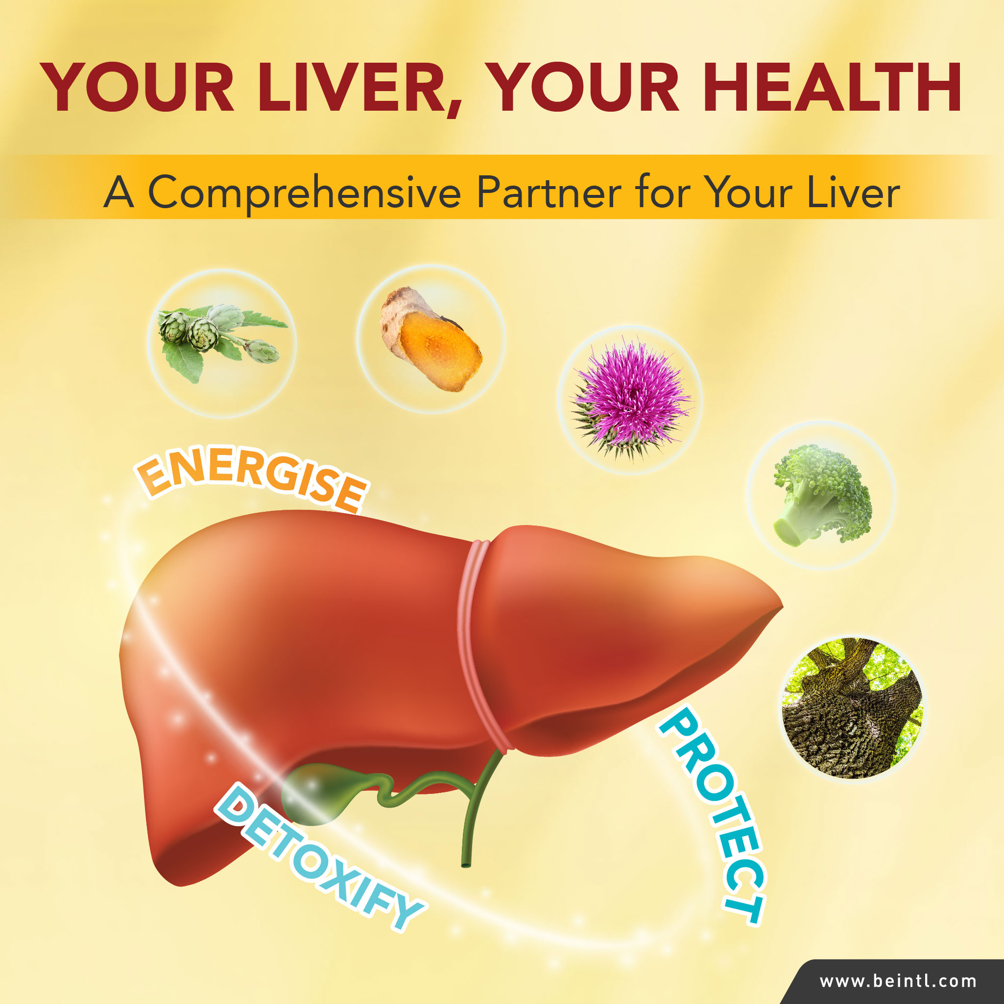 Your Liver, Your Health. A Comprehensive Partner for Your Liver